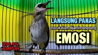 TRUCUKAN GACOR Ropel Panjang Buat PANCINGAN TRUCUKAN Agar Bunyi Jadikan BURUNG TRUCUK Gacor EMOSI