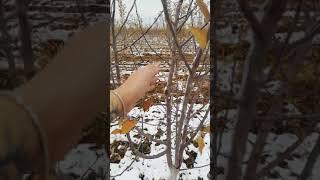 Формирование кроны яблоневого сада, 4 года, Алматинская область, ноябрь 2020 г. Екатерина  #5