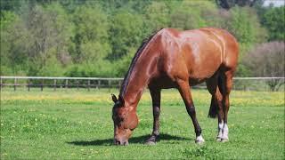 Pferde Video für Kinder und Kleinkinder - Kurzes Tiervideo mit Musik - mit Ponys