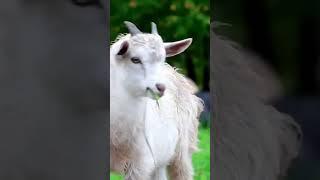 nom nom sound ||goat funny video #viral #trending #shortsfeed