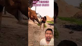 GAJAH LUCU PENGEN MAEM BUAH!!!? ||trysatyacarlitoss #shorts #animals #ytshorts #funny