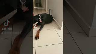 Doberman after and before exercise #dog #shorts #reaction #pet #funnydogs #shortsvideo #2023