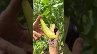 Sweet and Buttery Avocado  #food #fruit #homestead #organic #homegrown #farming