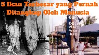 5 IKAN Terbesar yang Pernah Ditangkap Oleh MANUSIA | Ada yang SEUKURAN MONSTER LAUT