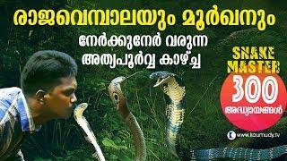 Wow! King Cobra and Cobra face off in the jungle | Snakemaster | Vava Suresh