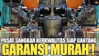 GARANSI MURAH ! REVIEW HARGA SANGKAR TERBARU DI PASAR BURUNG PRAMUKA KIOS YANTO