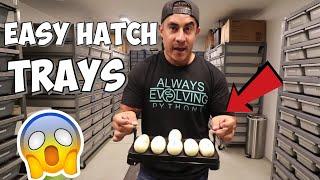 MUST WATCH ! NEW WAY TO INCUBATE SNAKE EGGS !