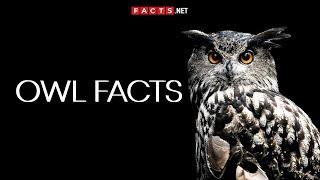 Mysterious OWL FACTS You Can't Miss!