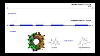 Gout [Part 1] | Purine Degradation, Uric Acid, & Hyperuricemia