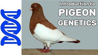 Introduction to Pigeon Genetics