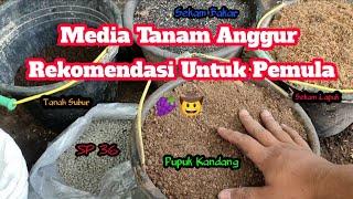 Campuran Media Tanam Anggur  REKOMENDASI UNTUK PEMULA Anggur Tumbuh Subur Dan Berbuah Lebat 