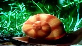 Mr. Snail | Daily on BabyTV