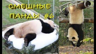 Смешные ПАНДЫ #6 / Лучшие приколы 2021 / Funny PANDA.