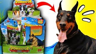 DOBERMAN GIGANTE, PASTOR ALEMAN, HUSKY SIBERIANO  | PERROS GIGANTES | ¡INCREIBLE!