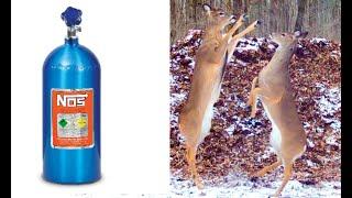 My deer are getting high on Nitrous Oxide (NOS--laughing gas). Watch them lose their minds!