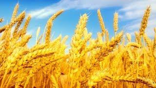 Выращивание пшеницы как бизнес идея