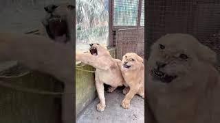  OMG!!! so fierce!!!  #lioncub #lion #kitten  #fpy #cute #kitty #zoo #adorable