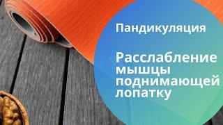 Мышца поднимающая лопатку. Расслабление с резинкой. Пандикуляция.