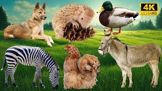 The Best of Farm Life: Wolves, Hedgehogs, Ducks, Horses, Chickens, Donkeys - Animal Videos