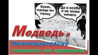 Медведь в Нижневартовске гоняется за мужиком. Медведь гонялся за мужчиной по Нижневартовску  утром