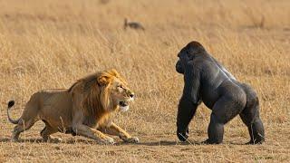 Animal Battle King Of Jungle Fight With Gorilla / Lion VS Gorilla