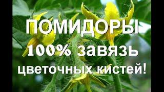 67. ПОМИДОРЫ - 100% завязь всех соцветий - самый эффективный метод!