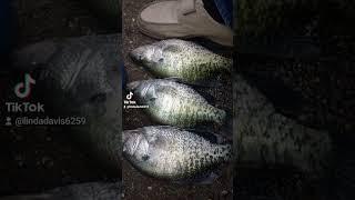 What kind of crappie is this? #fishing  #whitecrappie  #blackcrappie