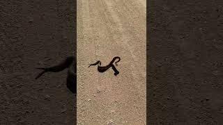 Rattlesnake Making Bad Decisions