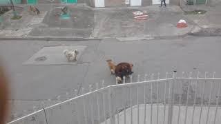 2 perros pegados