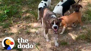 Mama Dog with Chain on Her Neck Gets Rescued With Her Puppies | The Dodo