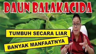 BALAKACIDA............. TANAMAN YANG TUMBUH SECARA LIAR TETAPI MEMILIKI MANFAAT KESEHATAN YANG BAIK