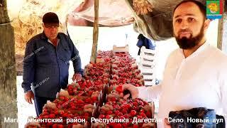 В Магарамкентском районе начался сбор урожая клубники . Клубничный бум -2022.