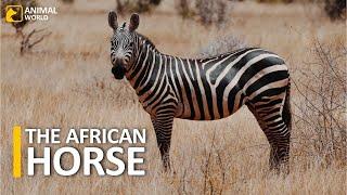 5 Mins Documentary on Zebras | Wildlife Documentary