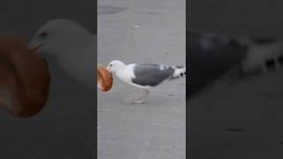 Watch your snacks!  Hungry Seagull breaking lifting records for the bread!