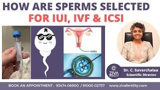 Selection Process Of Sperm || IUI, IVF And ICSI || Best Fertility Treatment | Dr C Suvarchalaa