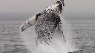 Whale Watching #Monterey Califonia