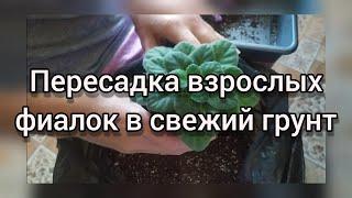 Пересадка взрослых фиалок в свежий грунт. Фиалка.