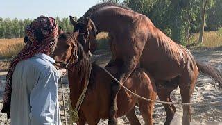 "Stallion to Foal: The Art and Science of Horse Breeding" Complete breeding process