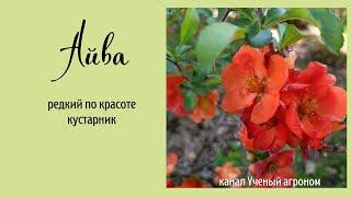 Айва редкий по красоте и простой в уходе плодовый кустарник