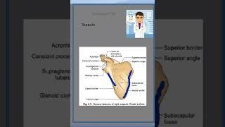 Anatomy Scapula Borders