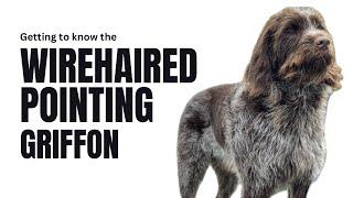 Wirehaired Pointing Griffon: The Gun Dog Supreme, an Overview of Griffs #wpg