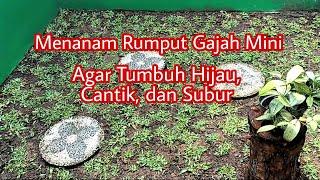 CARA MENANAM RUMPUT GAJAH MINI AGAR CEPAT TUMBUH SUBUR HIJAU | TANAMAN HIAS KEKINIAN