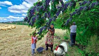 Grandmother Gathers Wild Plums, Makes Jam and Bakes a Pie. Stuffed Rose.