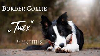 Border Collie „TWIX“ | 9 months | tricks, obedience and fun