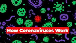 How Coronaviruses Work