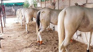 Rupal stud farm देखो पूरा फार्म.mo.9724588670