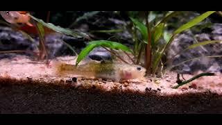 Australian Desert Goby (Chlamydogobius Eremius)