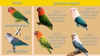 Berbagai cara hemat cetak lovebird biola euwing