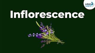 Types of Inflorescence | Morphology of Flowering Plants | Don't Memorise