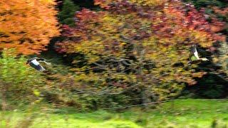 Paradise Shelduck - Pūtangitangi Autumn Flight - Birds of Inland Kapiti, New Zealand